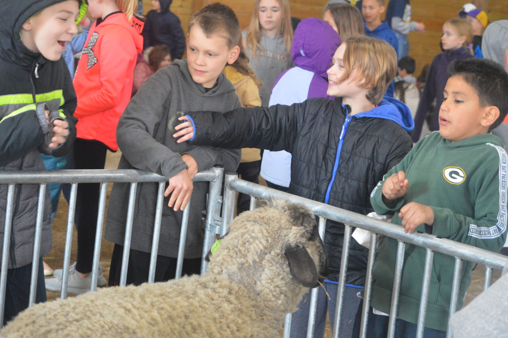 Sheep Baby Animal Day